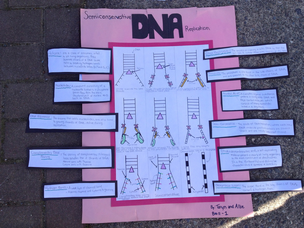 dna replication model project